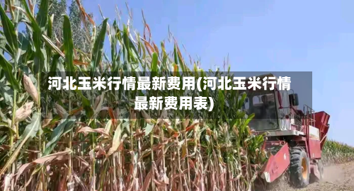 河北玉米行情最新费用(河北玉米行情最新费用表)-第1张图片