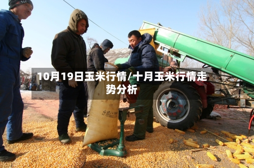 10月19日玉米行情/十月玉米行情走势分析-第3张图片
