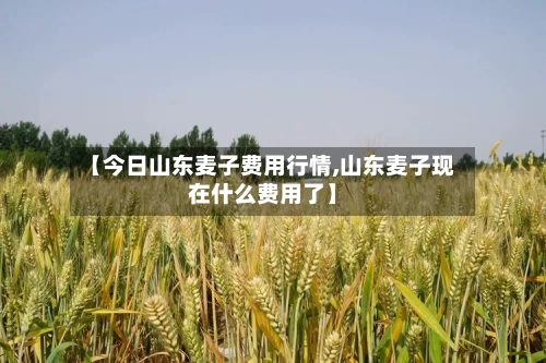 【今日山东麦子费用行情,山东麦子现在什么费用了】