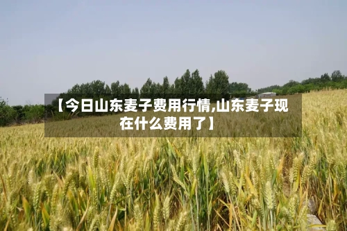 【今日山东麦子费用行情,山东麦子现在什么费用了】-第2张图片