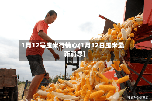 1月12号玉米行情心(1月12日玉米最新消息)-第2张图片