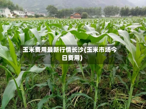 玉米费用最新行情长沙(玉米市场今日费用)