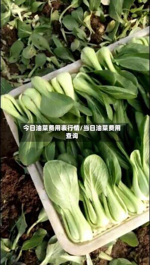 今日油菜费用表行情/当日油菜费用查询-第2张图片