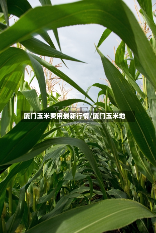 厦门玉米费用最新行情/厦门玉米地