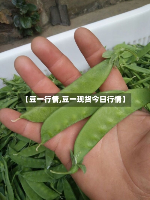 【豆一行情,豆一现货今日行情】-第1张图片