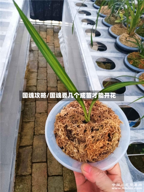 国魂攻略/国魂要几个成苗才能开花