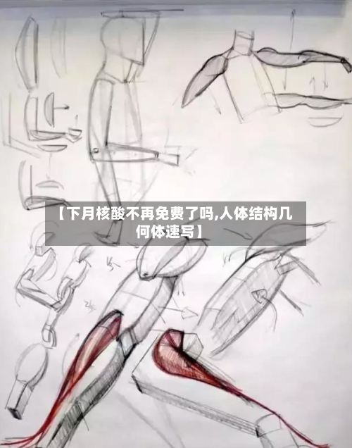 【下月核酸不再免费了吗,人体结构几何体速写】
