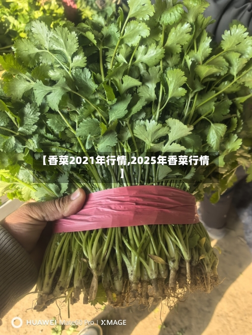 【香菜2021年行情,2025年香菜行情】