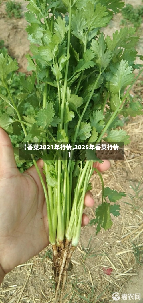 【香菜2021年行情,2025年香菜行情】-第2张图片