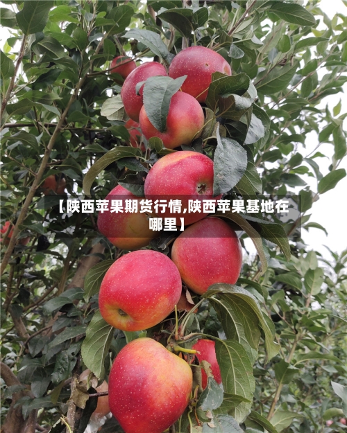 【陕西苹果期货行情,陕西苹果基地在哪里】-第3张图片