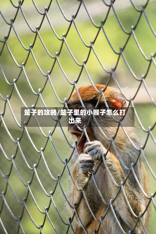 笼子的攻略/笼子里的小猴子怎么打出来-第1张图片
