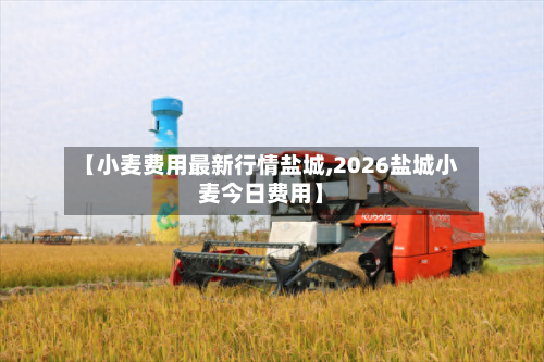 【小麦费用最新行情盐城,2026盐城小麦今日费用】-第1张图片