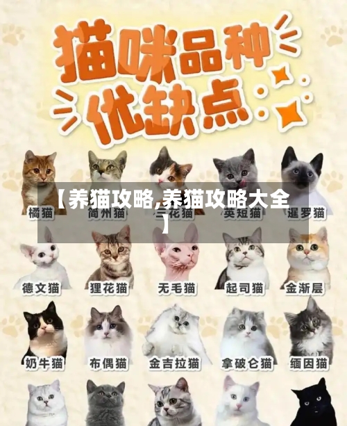 【养猫攻略,养猫攻略大全】-第1张图片