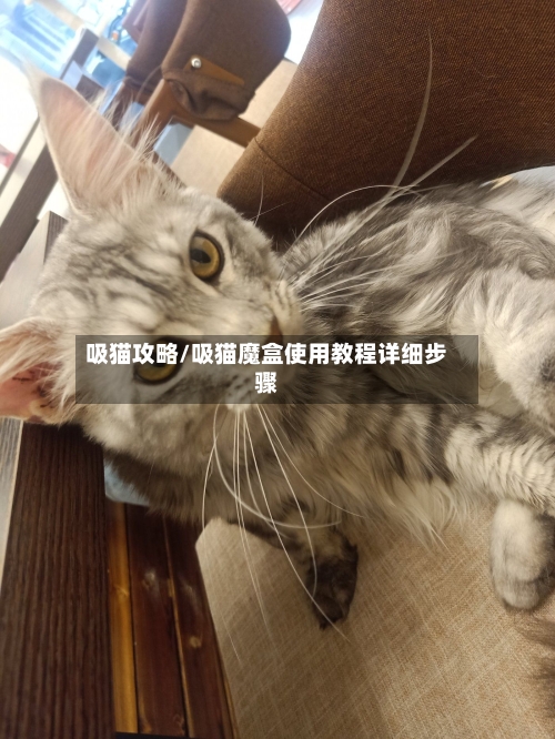吸猫攻略/吸猫魔盒使用教程详细步骤-第1张图片