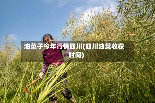 油菜子今年行情四川(四川油菜收获时间)-第1张图片