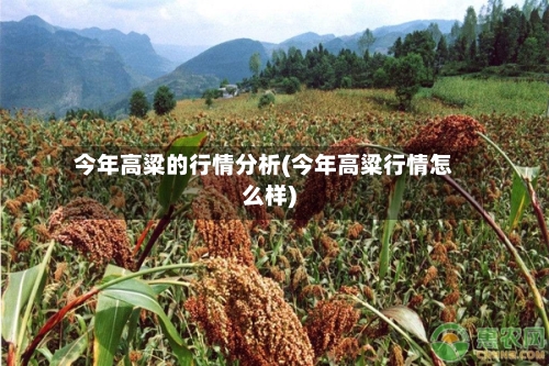 今年高粱的行情分析(今年高粱行情怎么样)-第1张图片