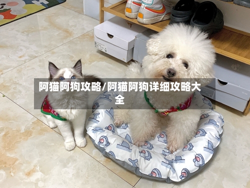 阿猫阿狗攻略/阿猫阿狗详细攻略大全-第1张图片