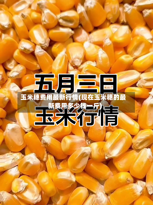 玉米穗费用最新行情(现在玉米穗的最新费用多少钱一斤)-第1张图片