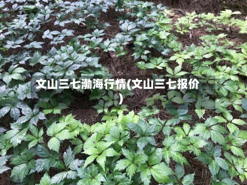 文山三七渤海行情(文山三七报价)-第1张图片
