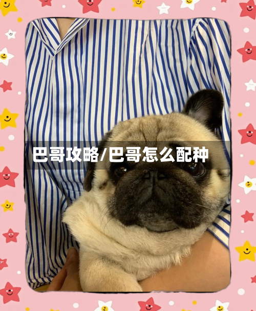 巴哥攻略/巴哥怎么配种-第1张图片