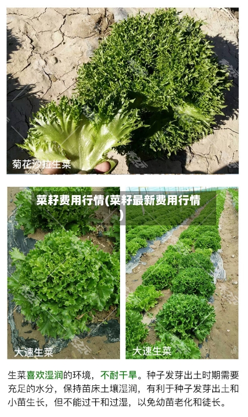 菜耔费用行情(菜籽最新费用行情)-第1张图片