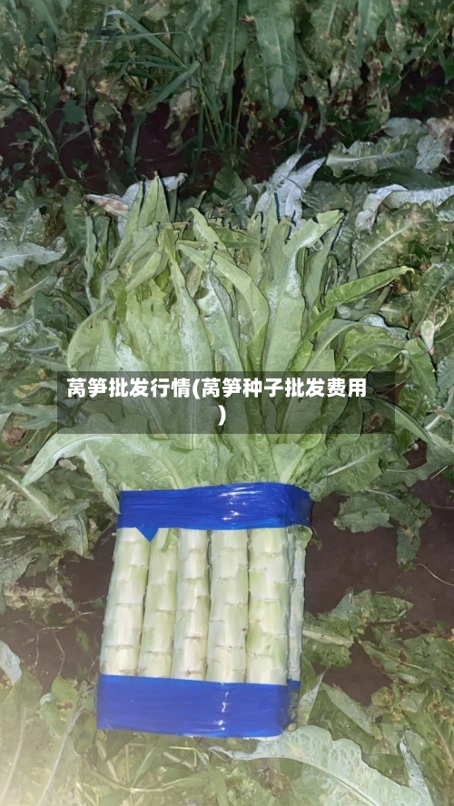 莴笋批发行情(莴笋种子批发费用)-第1张图片