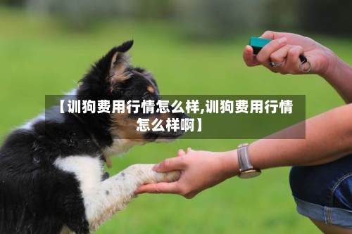 【训狗费用行情怎么样,训狗费用行情怎么样啊】-第3张图片