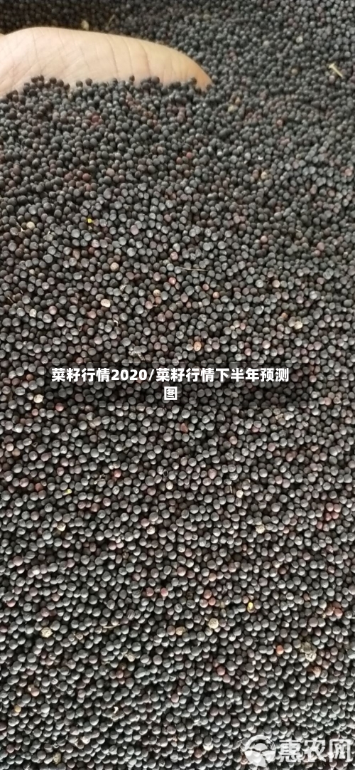菜籽行情2020/菜籽行情下半年预测图-第1张图片