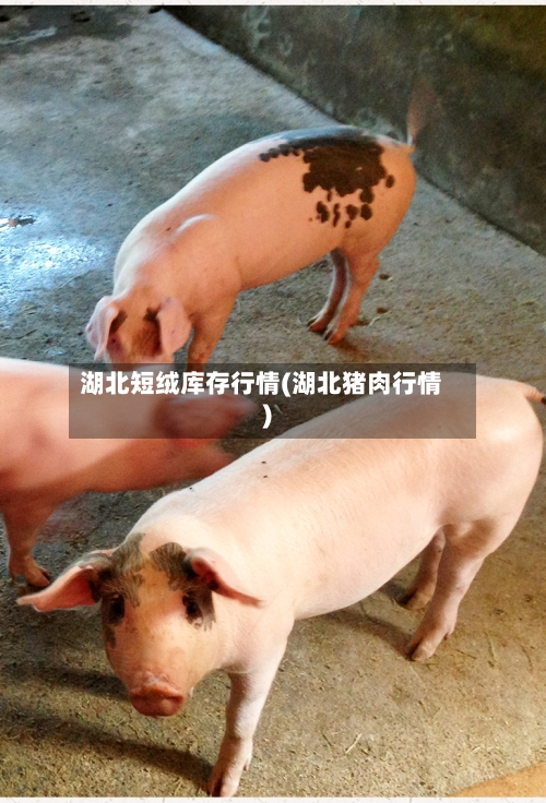 湖北短绒库存行情(湖北猪肉行情)-第1张图片