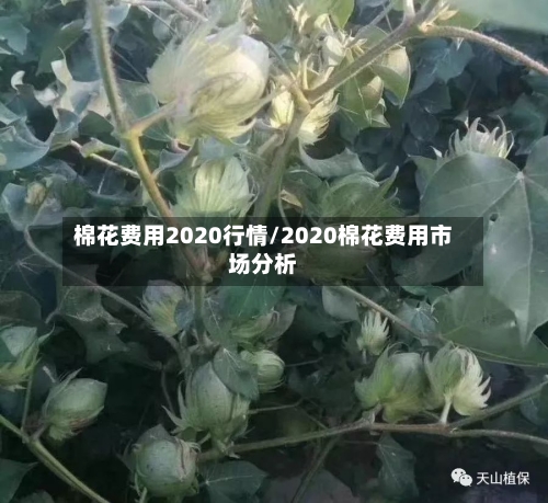 棉花费用2020行情/2020棉花费用市场分析-第1张图片