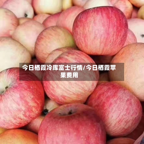 今日栖霞冷库富士行情/今日栖霞苹果费用-第1张图片