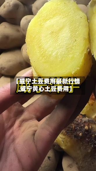 【威宁土豆费用最新行情,威宁黄心土豆费用】-第1张图片