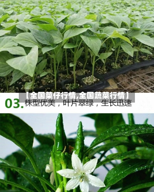 【全国菜仔行情,全国蔬菜行情】-第1张图片