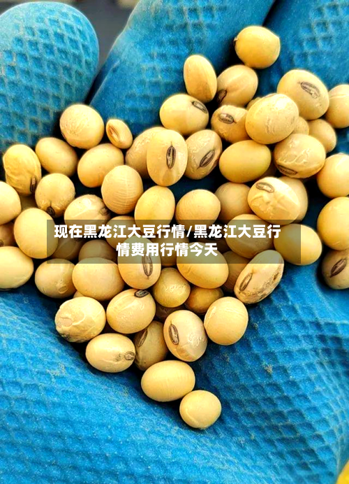 现在黑龙江大豆行情/黑龙江大豆行情费用行情今天-第1张图片