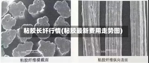 粘胶长纤行情(粘胶最新费用走势图)-第1张图片