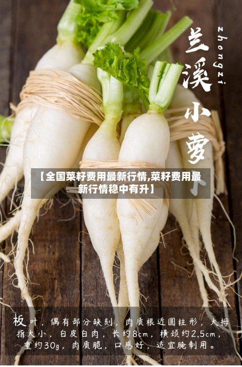 【全国菜籽费用最新行情,菜籽费用最新行情稳中有升】-第2张图片