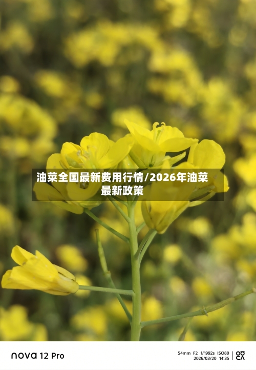油菜全国最新费用行情/2026年油菜最新政策-第2张图片
