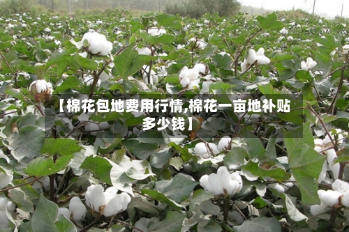【棉花包地费用行情,棉花一亩地补贴多少钱】-第3张图片