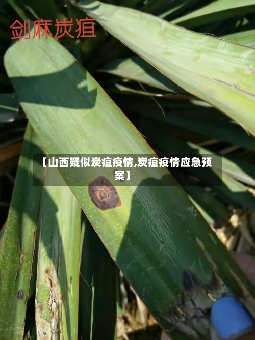 【山西疑似炭疽疫情,炭疽疫情应急预案】-第1张图片