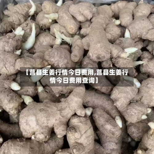 【莒县生姜行情今日费用,莒县生姜行情今日费用查询】-第1张图片