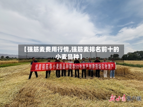 【强筋麦费用行情,强筋麦排名前十的小麦品种】-第1张图片