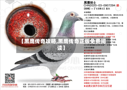 【黑鹰传奇攻略,黑鹰传奇正版免费阅读】-第1张图片