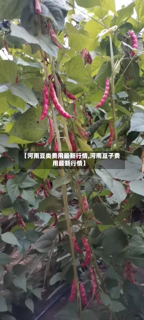 【河南豆类费用最新行情,河南豆子费用最新行情】-第3张图片