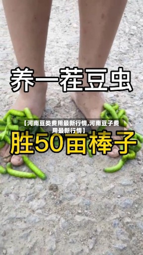 【河南豆类费用最新行情,河南豆子费用最新行情】-第1张图片