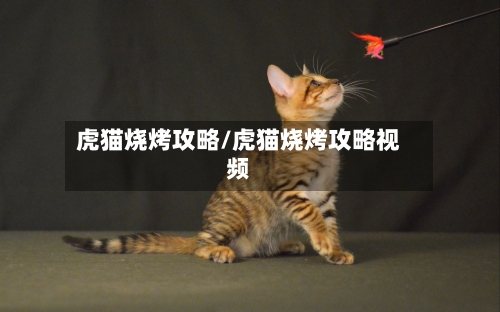 虎猫烧烤攻略/虎猫烧烤攻略视频-第1张图片