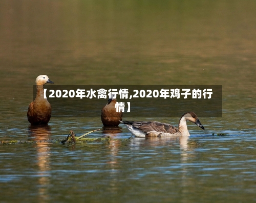 【2020年水禽行情,2020年鸡子的行情】-第1张图片