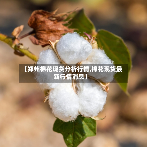 【郑州棉花现货分析行情,棉花现货最新行情消息】-第1张图片