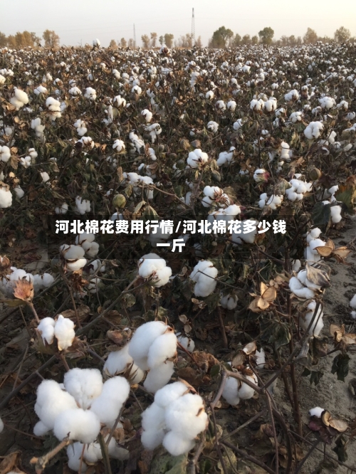 河北棉花费用行情/河北棉花多少钱一斤-第1张图片