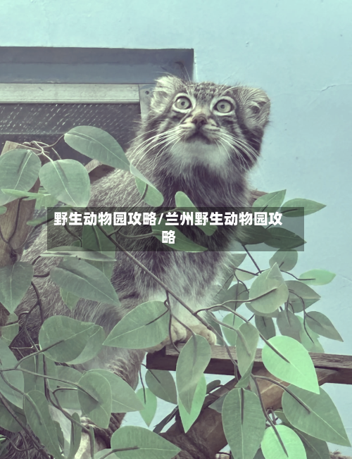 野生动物园攻略/兰州野生动物园攻略-第1张图片