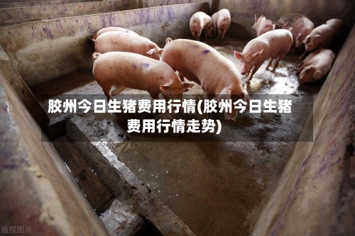 胶州今日生猪费用行情(胶州今日生猪费用行情走势)-第1张图片